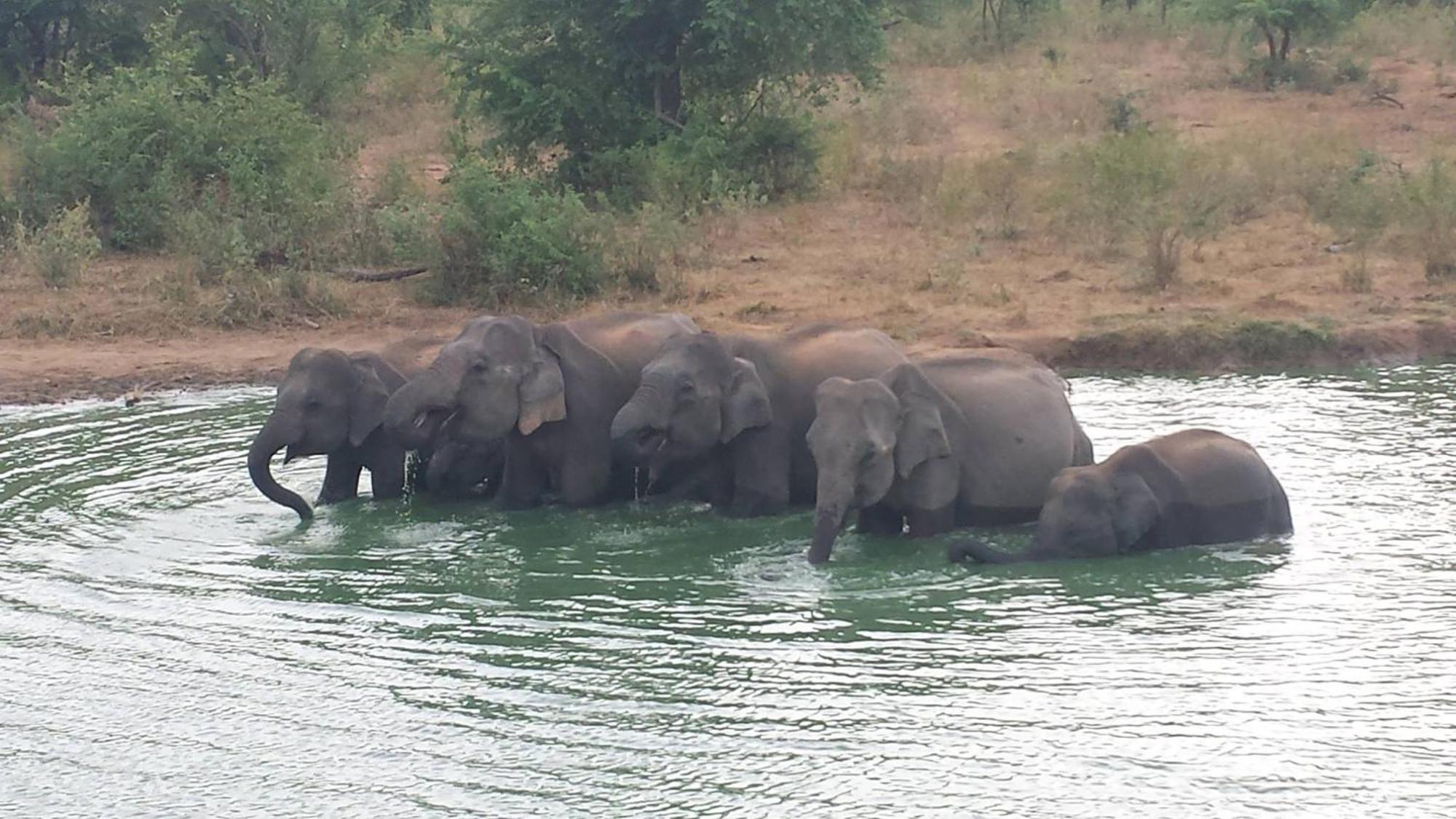 Wild Eagle Safari Resort Udawalawe Luaran gambar
