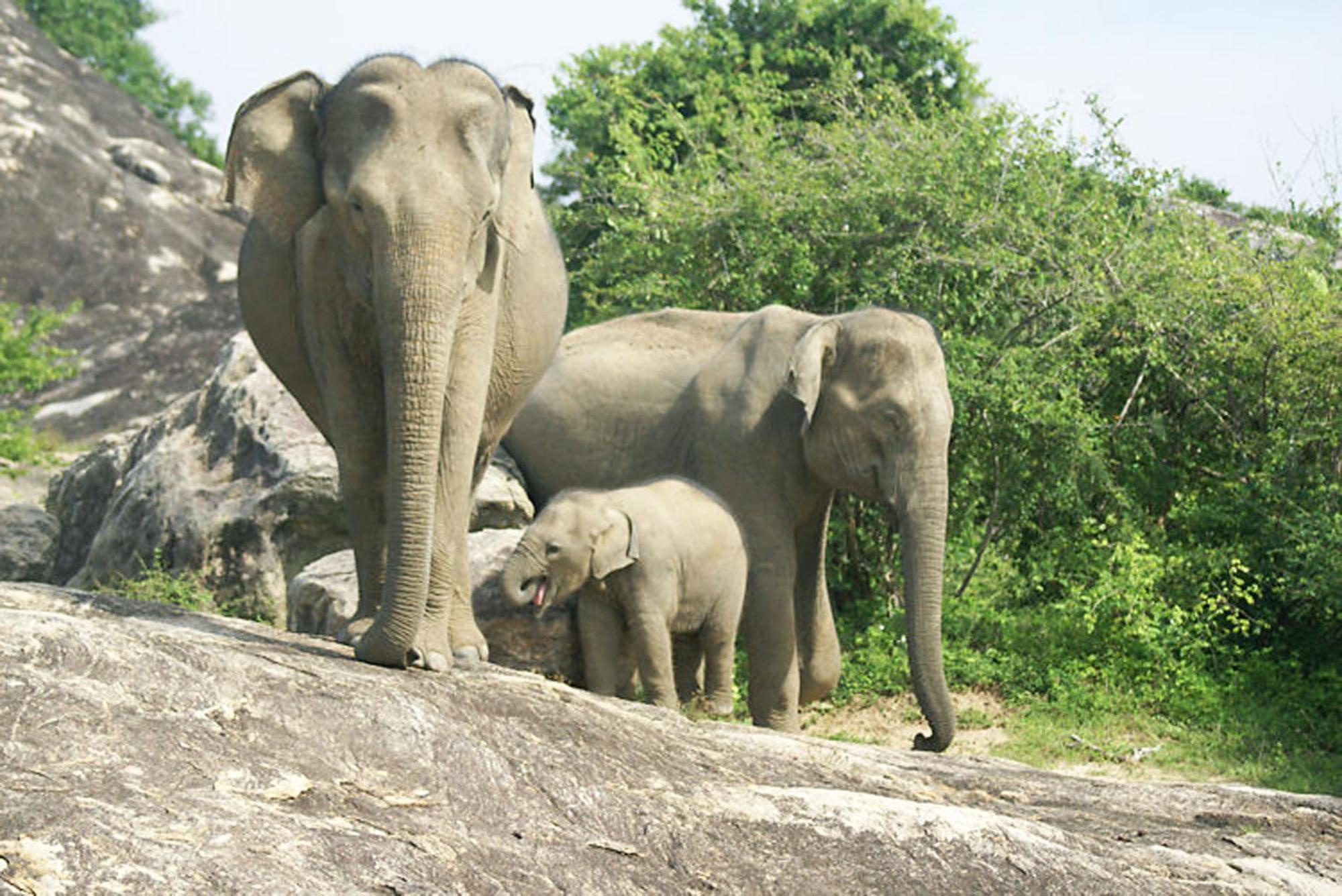 Wild Eagle Safari Resort Udawalawe Luaran gambar